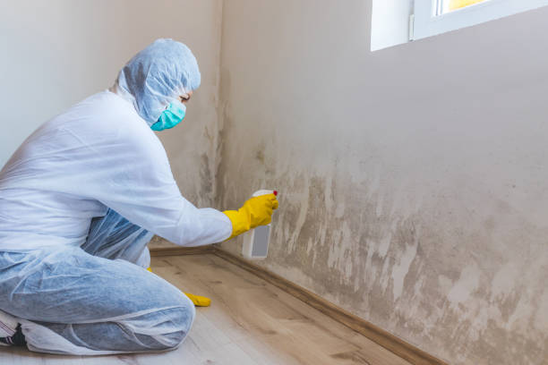 Licensed Mold Remediation service in Plano, IL - WQB Mold Removal